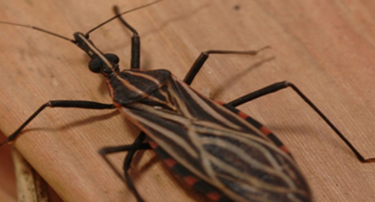 Ananindeua, no Pará, tem surto de casos da doença de Chagas