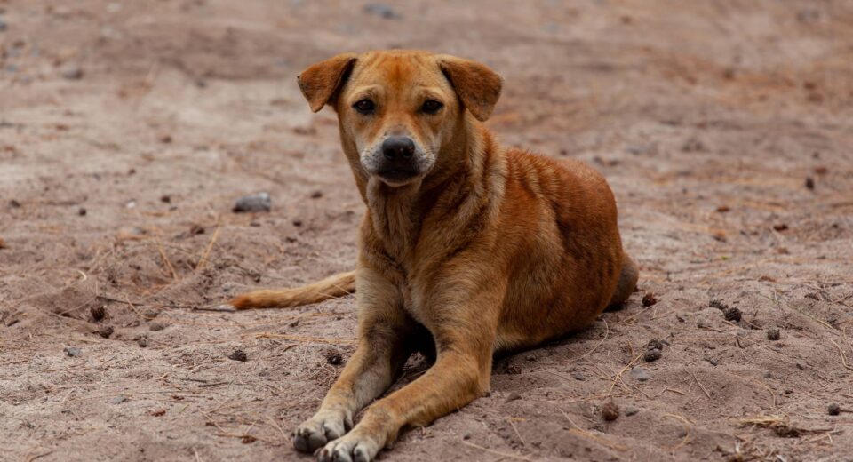 Vira-lata caramelo se torna expressão cultural de São Paulo