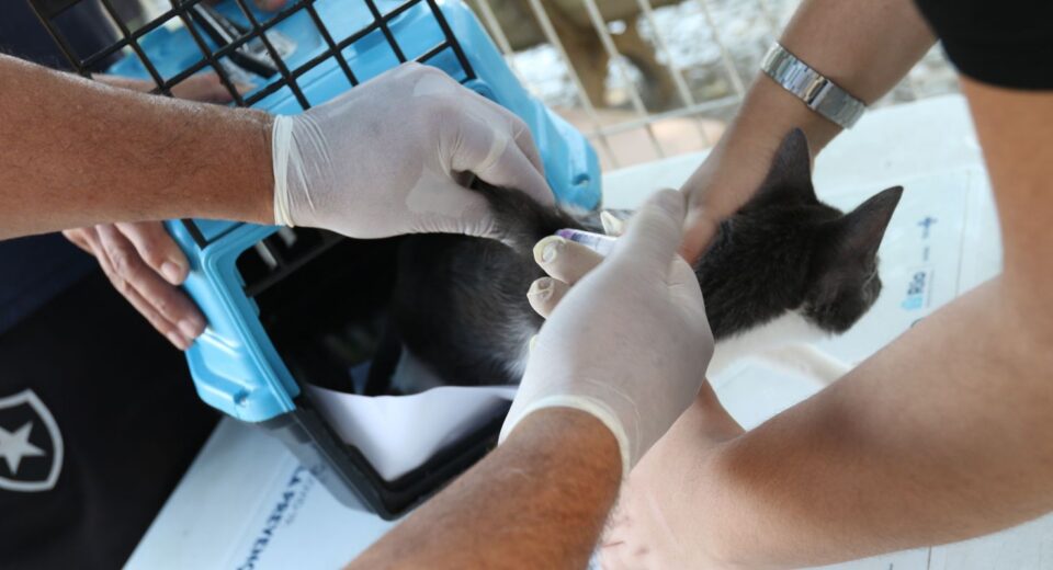 Conselho de Veterinária alerta para doença que afeta gatos