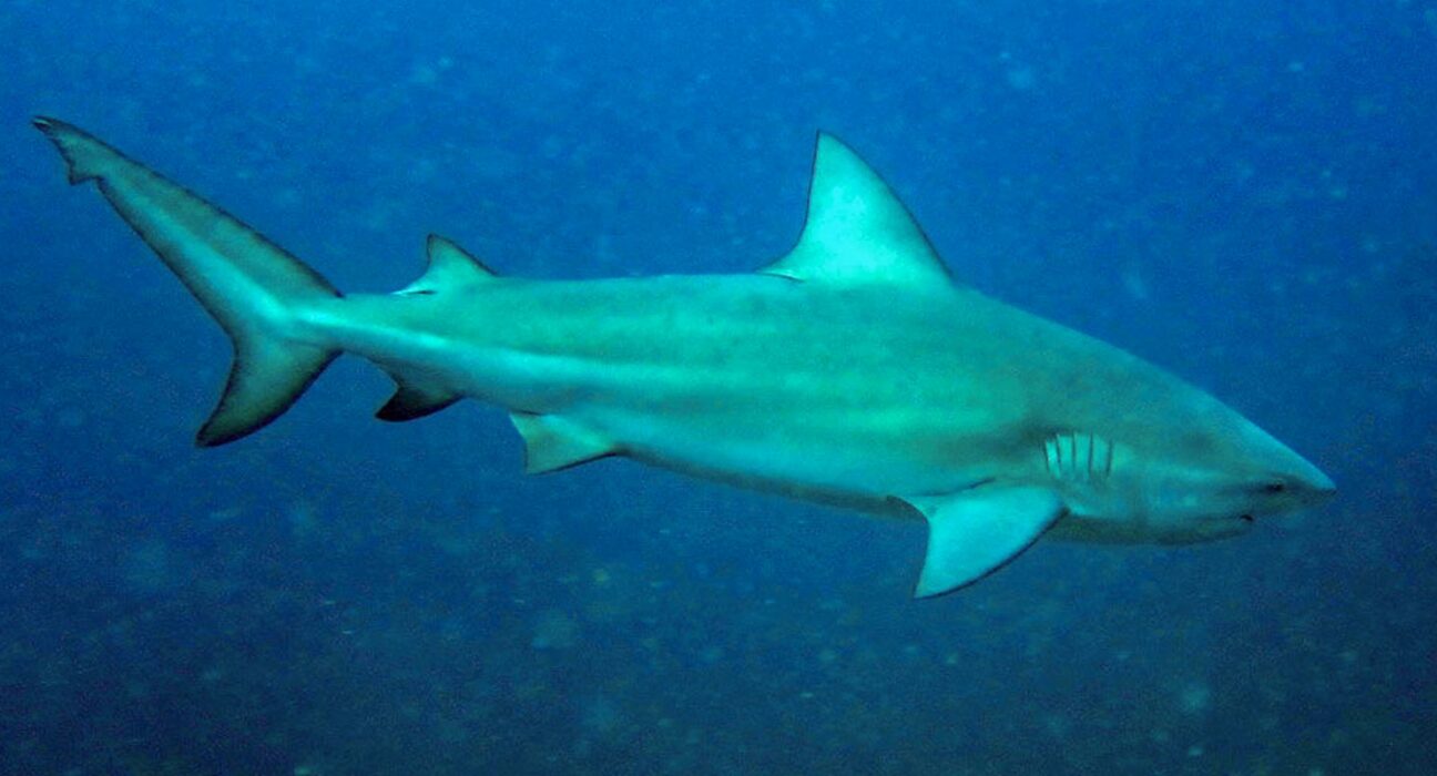Tubarão-cabeça-chata é provável espécie que atacou garoto em Olinda