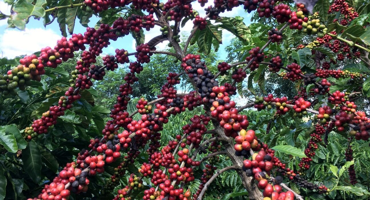 Conab prevê colheita recorde de café com crescimento de 17,1% em 2026