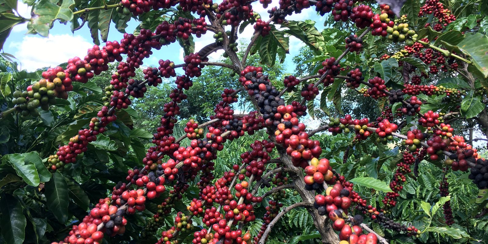 Conab prevê colheita recorde de café com crescimento de 17,1% em 2026