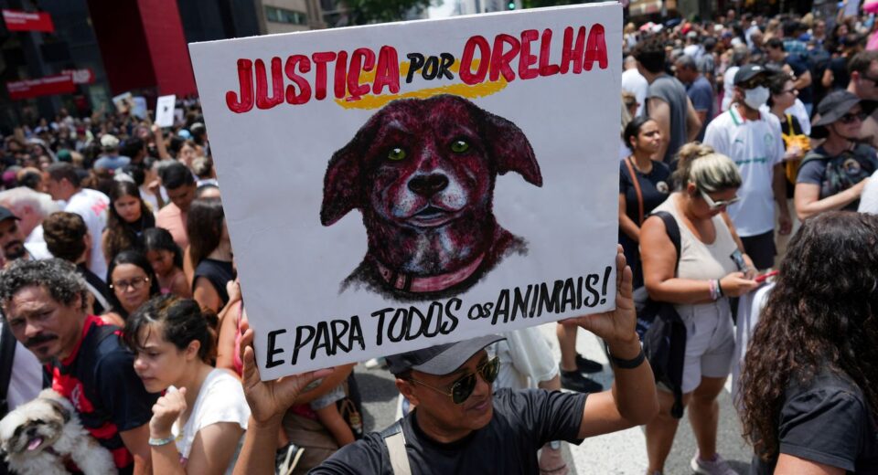 Caso Orelha: polícia pede internação de adolescente envolvido no crime