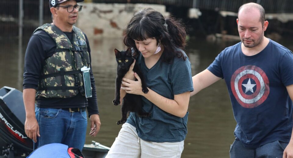 Senado aprova política de proteção a animais resgatados em desastres