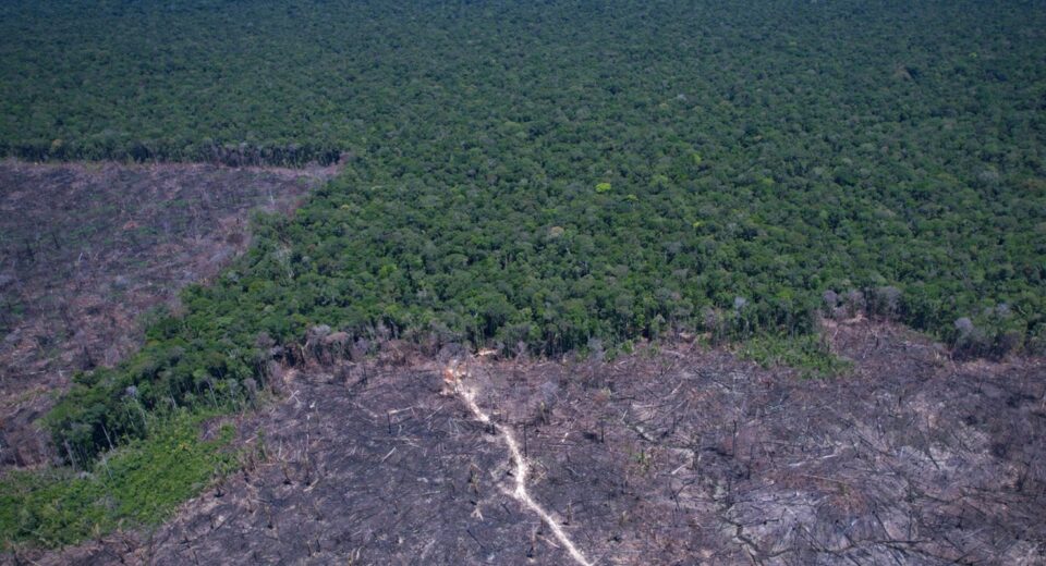 Amazônia Legal: desmatamento prevalece em torno de áreas protegidas