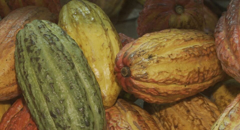 Governo suspende importação de cacau da Costa do Marfim