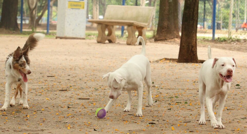 Estatuto dos Cães e Gatos prevê penas para quem maltratar animais