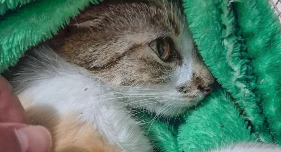 Mulher é presa após arremessar gata do 12º andar de prédio em Curitiba