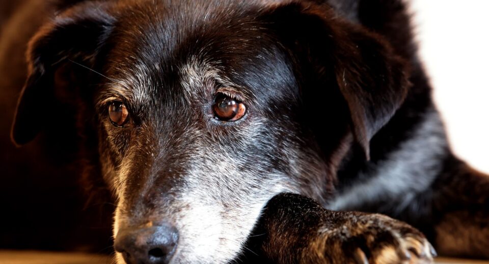 Rio ganha Núcleo de Proteção e Defesa dos Animais