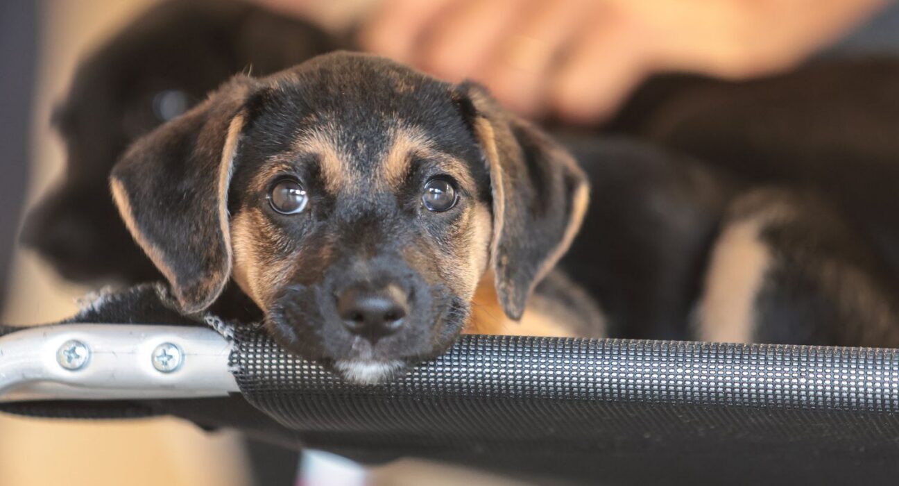 Saiba como educar crianças e adolescentes para respeitar os animais