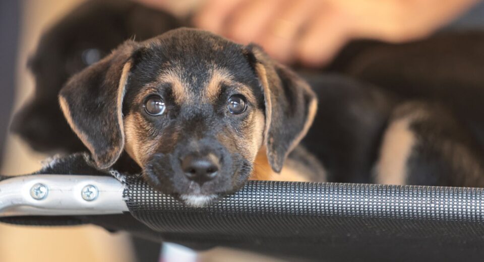 Saiba como educar crianças e adolescentes para respeitar os animais
