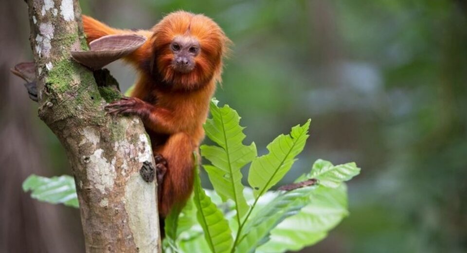 TV Brasil apresenta maratona de série sobre animais em extinção