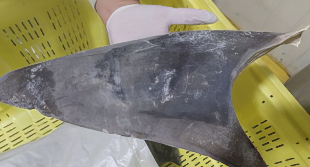 Exportação de barbatana do tubarão-azul é proibida no Brasil