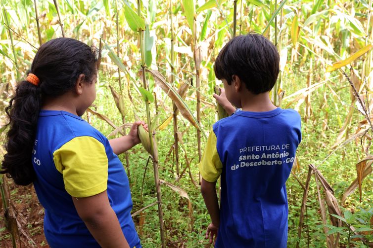 Brasília (DF), 26/03/2026 - Crianças em frente a plantação de milho no Quilombola Antinha de Baixo no Santo Antônio do Descoberto. Foto: Valter Campanato/Agência Brasil