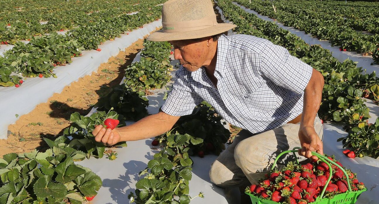 Agricultores com perda de produção começam a receber o Garantia-Safra