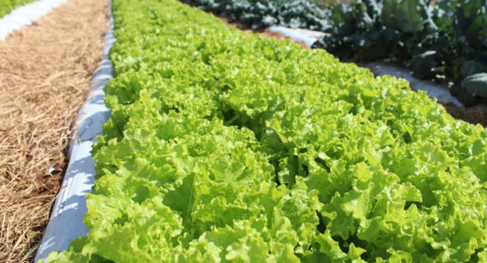 Embrapa inaugura Unidade Mista de Pesquisa e Inovação em Mato Grosso