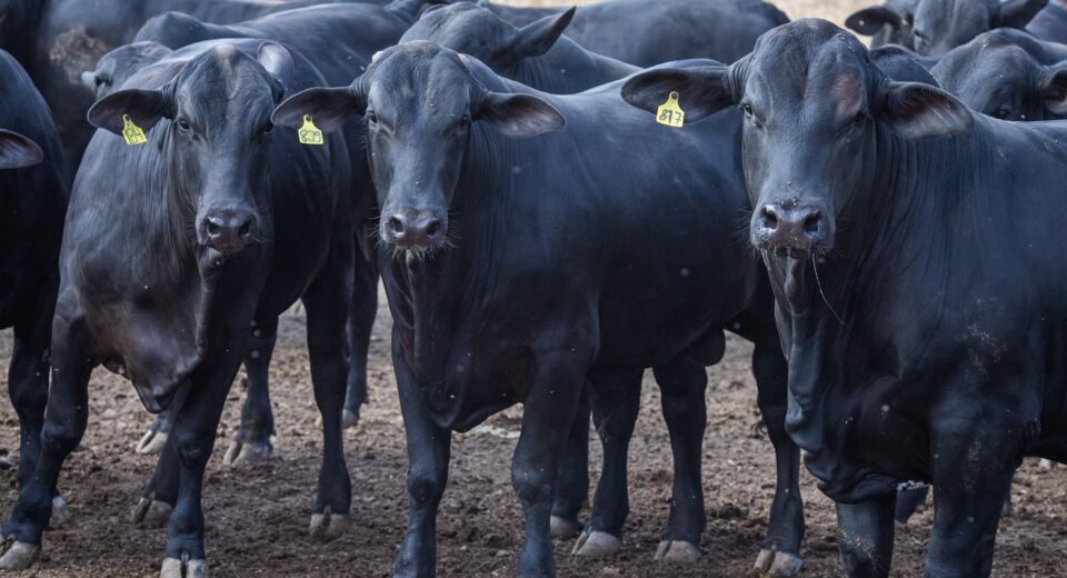 CMN reduz juros de financiamentos a cooperativas rurais pelo Pronaf