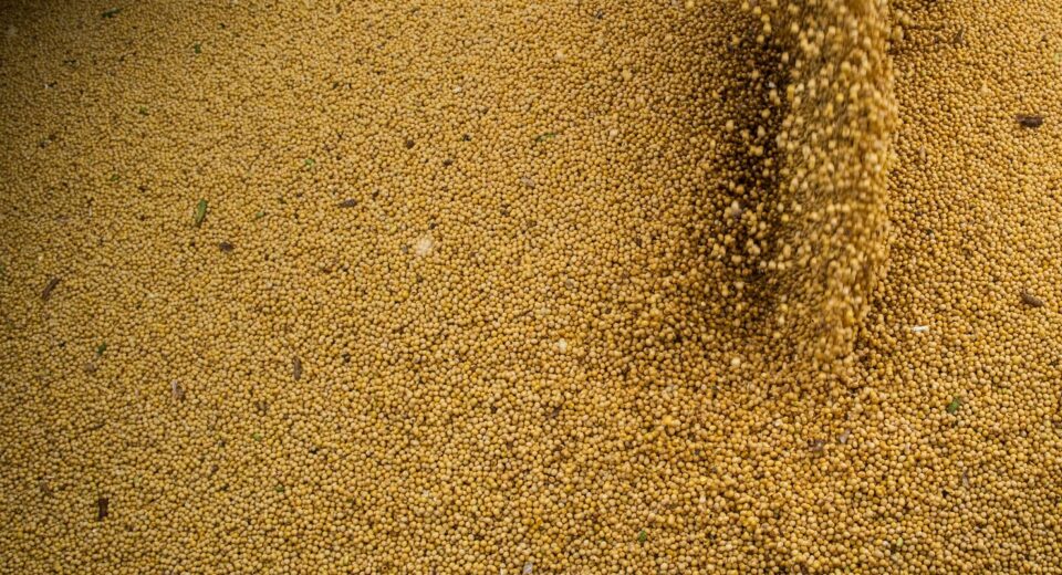 Agro cresce 11,7%, impulsiona PIB e ganha participação na economia