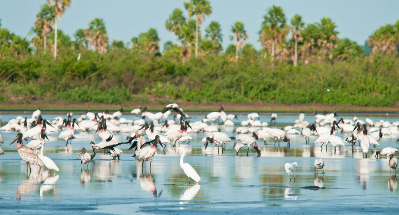 Conheça novas áreas de proteção ambiental no Cerrado e no Pantanal