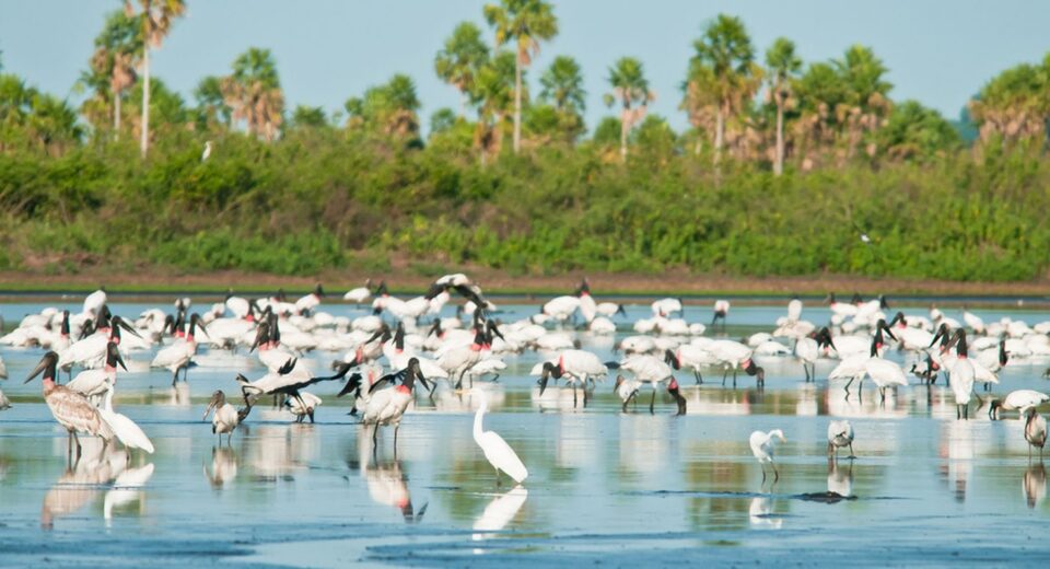 Conheça novas áreas de proteção ambiental no Cerrado e no Pantanal