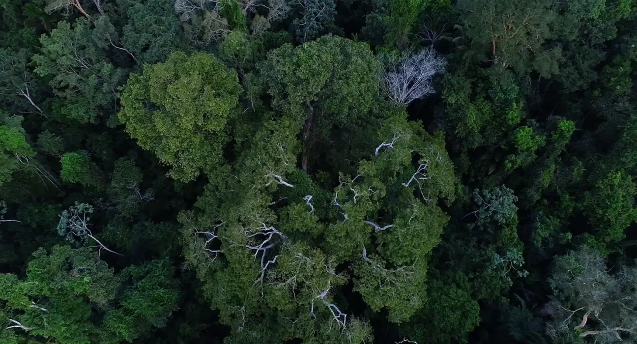 Previdência e BNDES querem incluir ESG na gestão de fundos de pensão