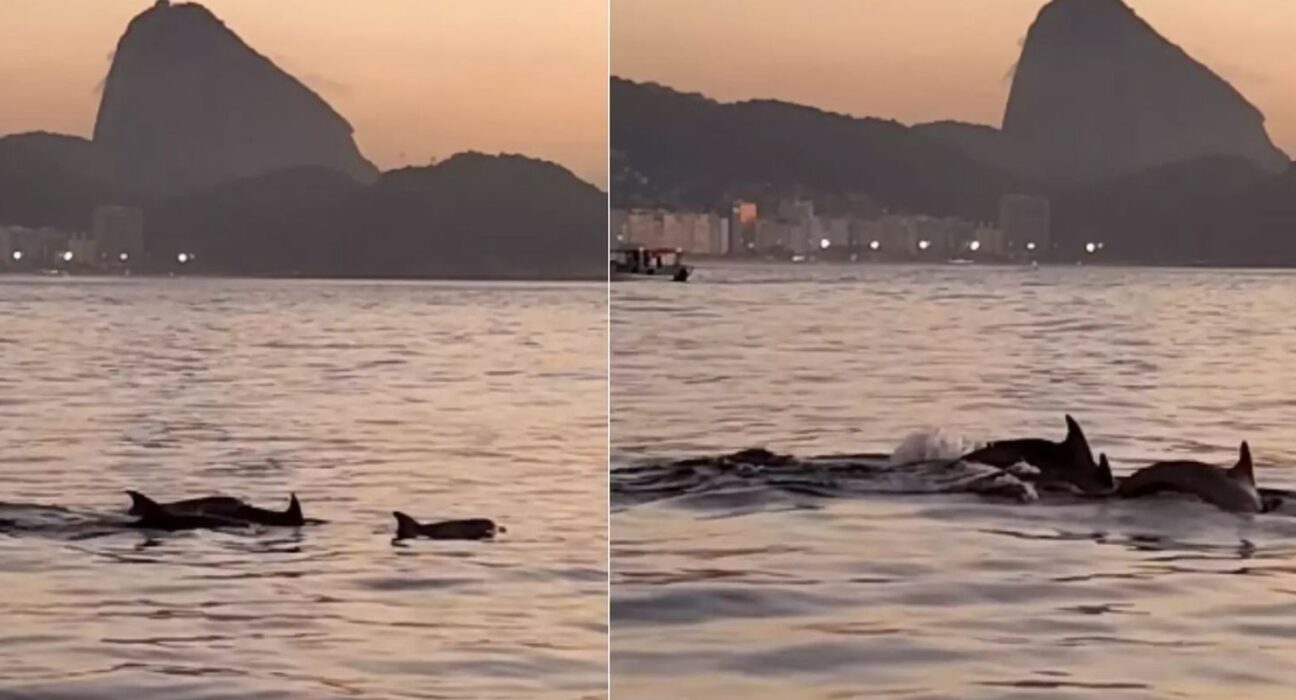 Golfinhos encantam banhistas no Rio e indicam boas condições de praia