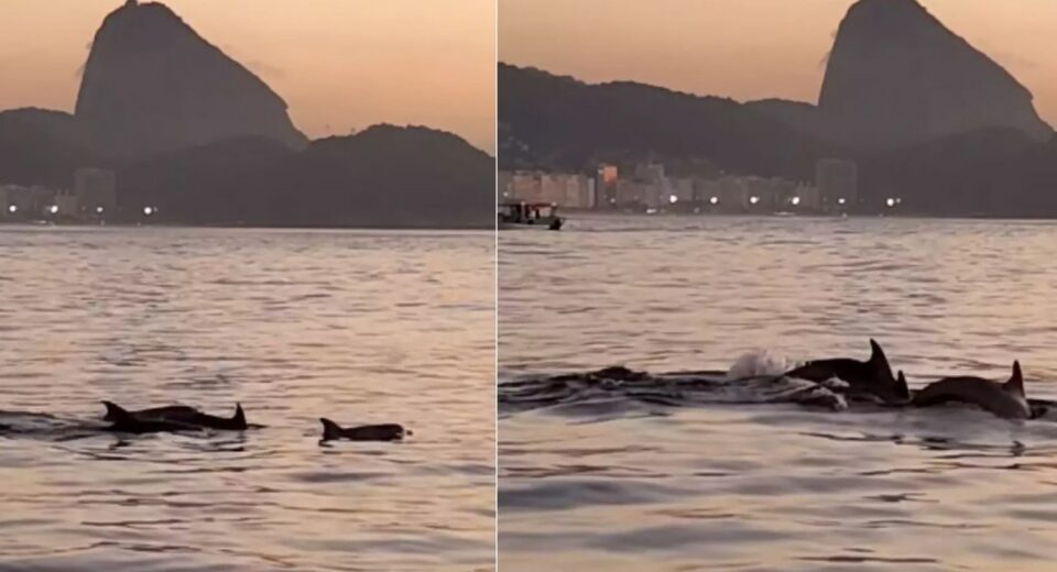 Golfinhos encantam banhistas no Rio e indicam boas condições de praia