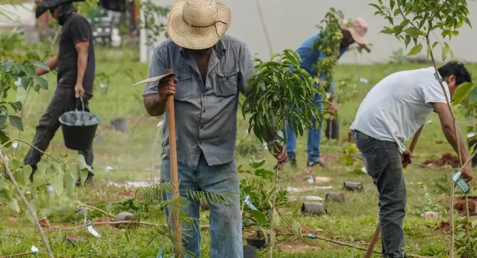 BB vai compensar emissões da COP15 no Brasil