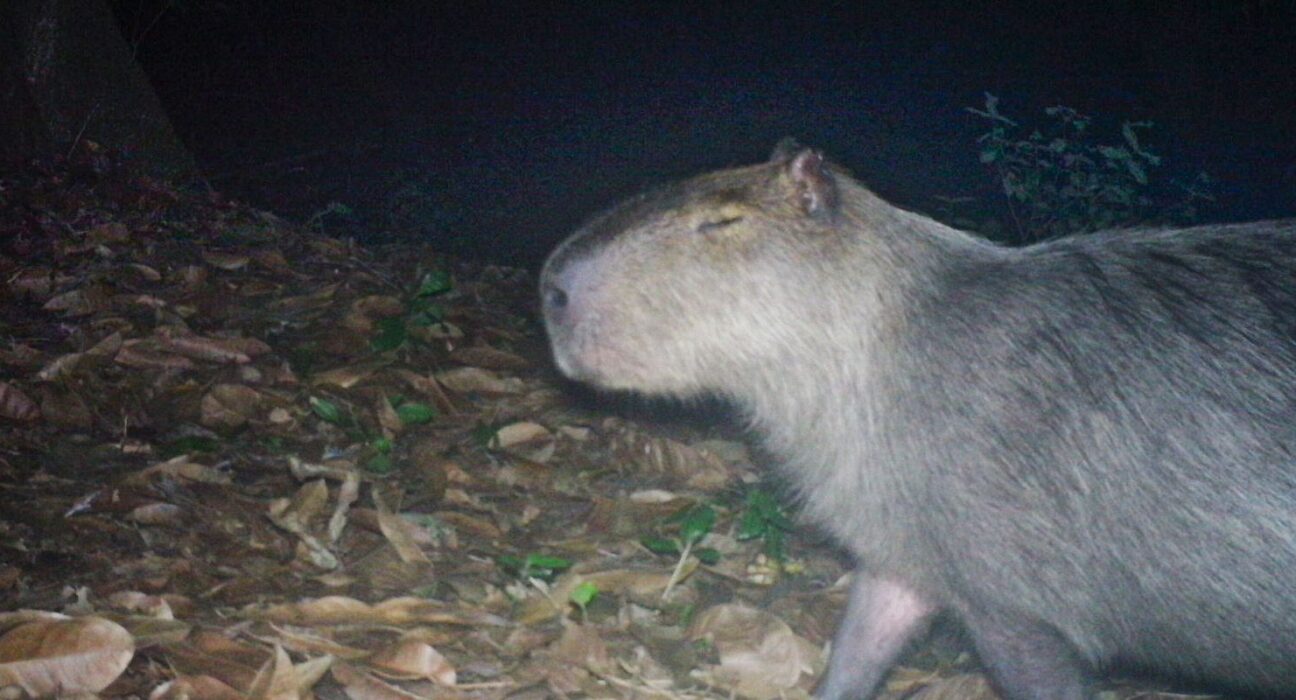 Capivara é agredida na zona norte do Rio e autores são presos