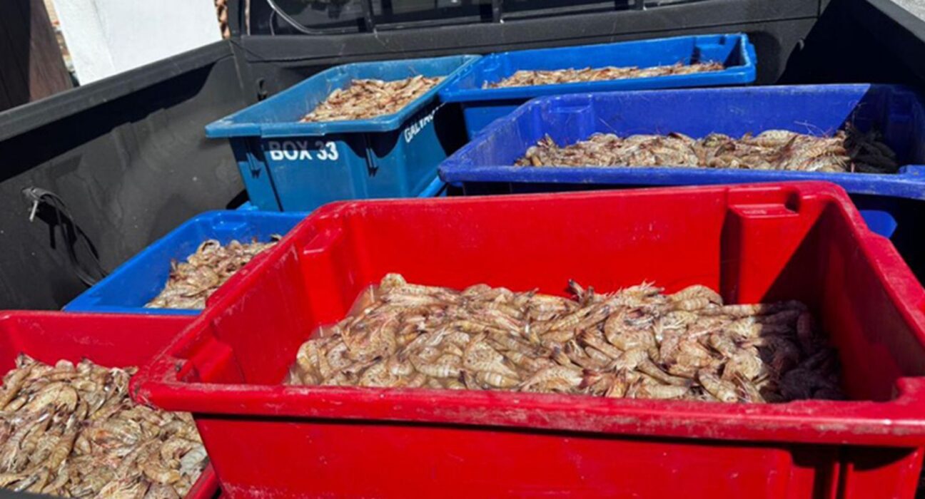 Pescadores são presos com 350 kg de camarão rosa no período do defeso