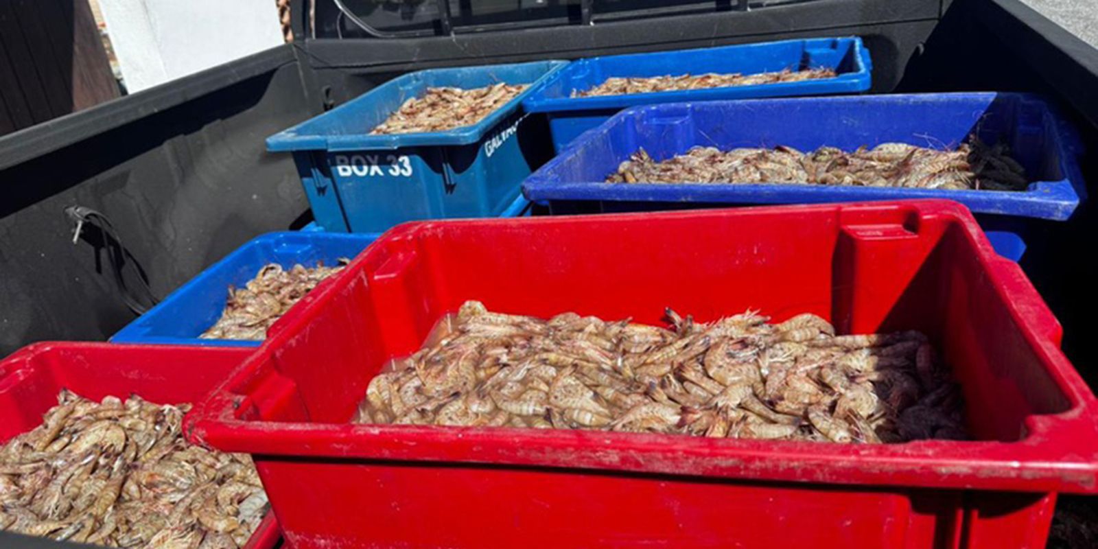 Pescadores são presos com 350 kg de camarão rosa no período do defeso