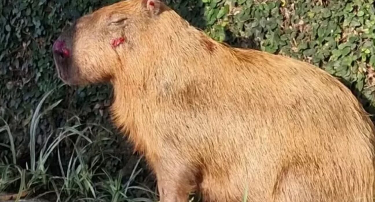 MPRJ denuncia agressores de capivara na Ilha do Governador no Rio