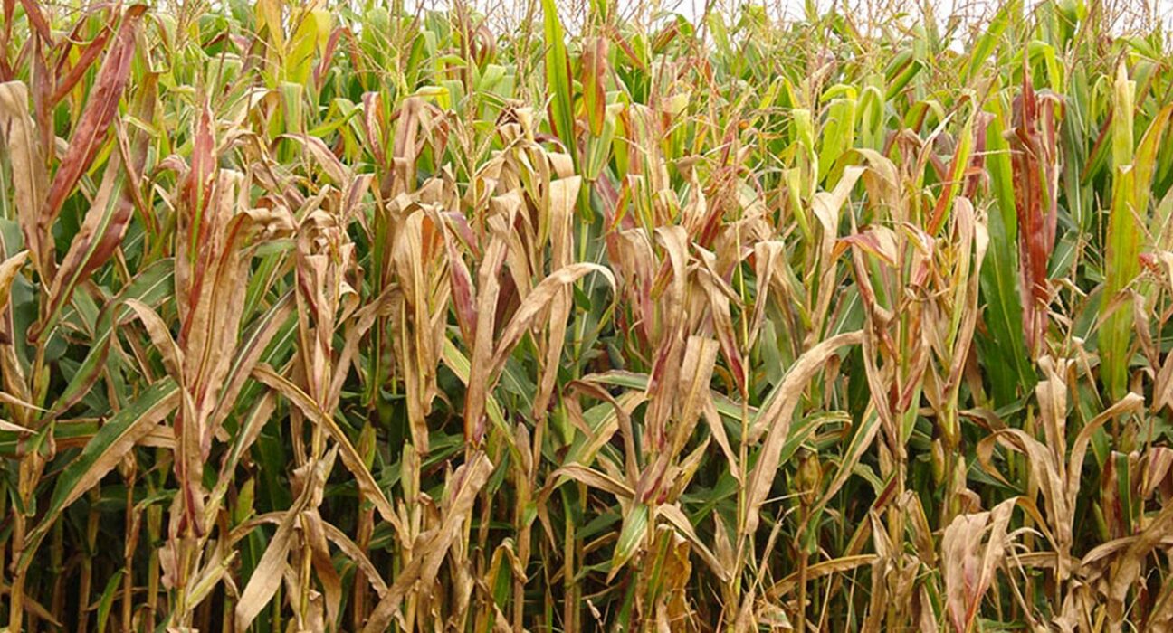 Praga do milho provoca prejuízo de R$ 33,6 bilhões por ano