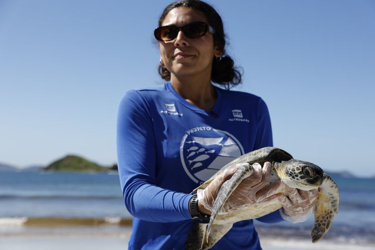 Arraial do Cabo (RJ), 14/04/2026 – A bióloga Juliana Fonseca, pesquisadora do Projeto Costão Rochoso, faz monitoramento de tartaruga-verde (Chelonia mydas) com triagem e exames na Praia do Pontal, na Reserva Extrativista (RESEX) Marinha do Arraial do Cabo. Foto: Fernando Frazão/Agência Brasil