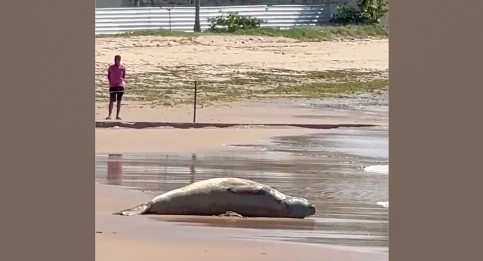 Após dias desaparecido, elefante-marinho é encontrado morto em Alagoas