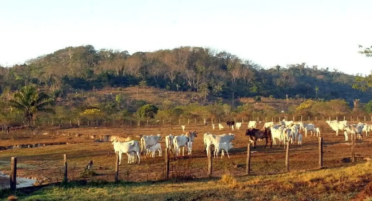 STF mantém lei que limita compra de terras por empresas estrangeiras