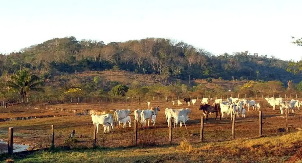 STF mantém lei que limita compra de terras por empresas estrangeiras