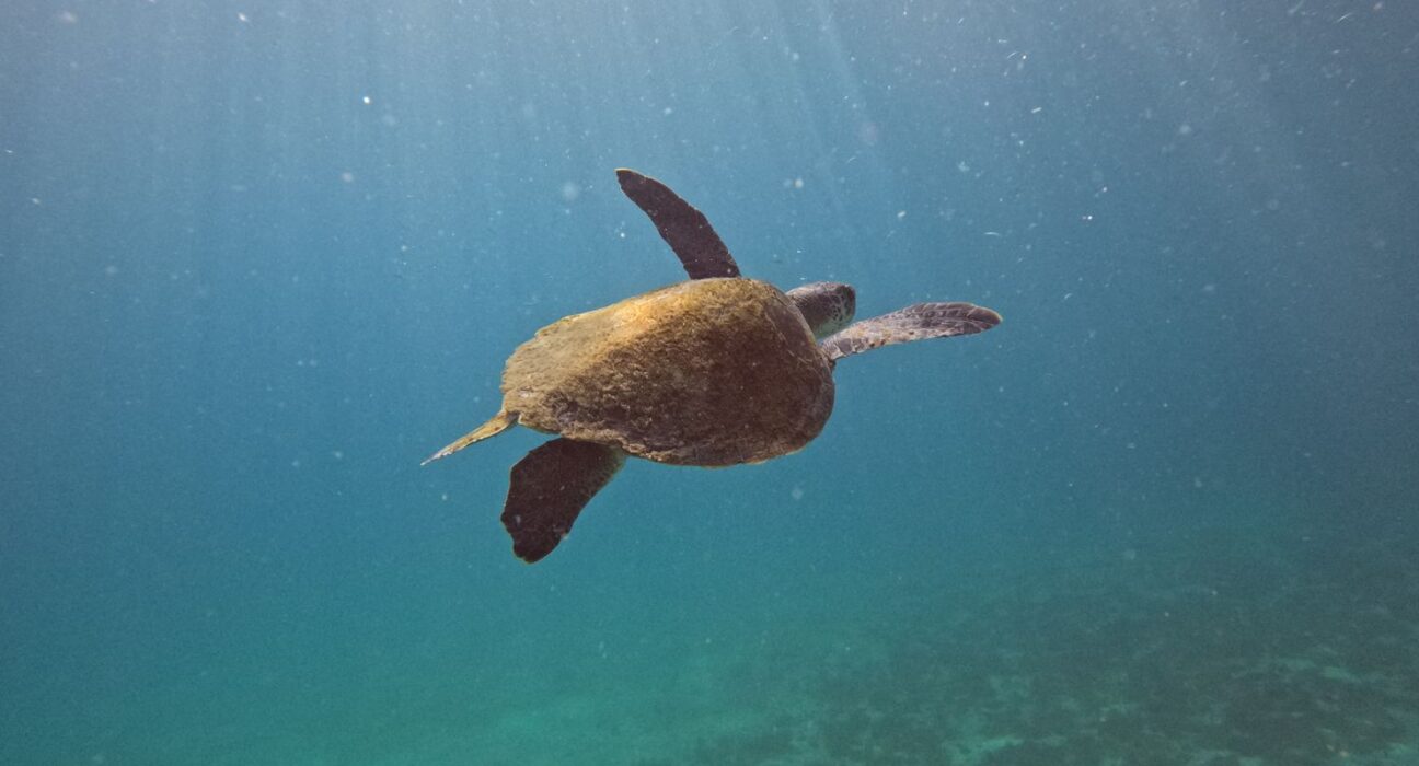 Pesquisa quer descobrir de onde vêm tartarugas que vivem em Arraial
