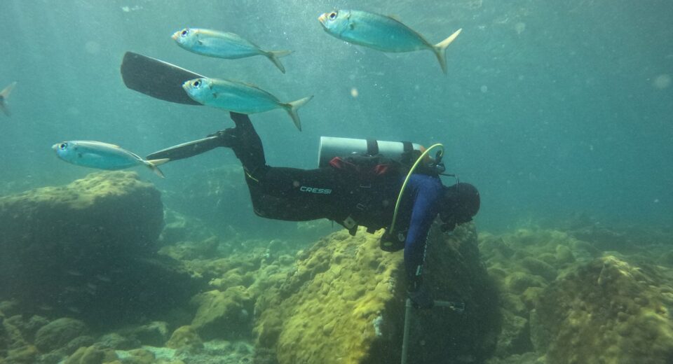 ONG busca ciência para orientar manejo sustentável de costões rochosos