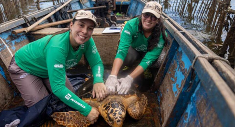 Tartarugas-cabeçudas reaparecem na  Baía de Guanabara