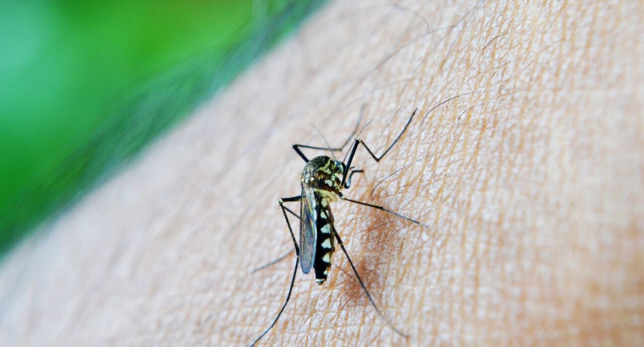 OMS: dengue é indicador da relação mudanças climáticas e arboviroses