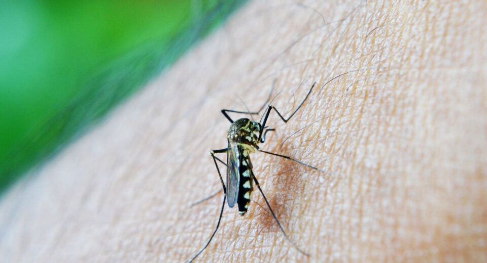 OMS: dengue é indicador da relação mudanças climáticas e arboviroses