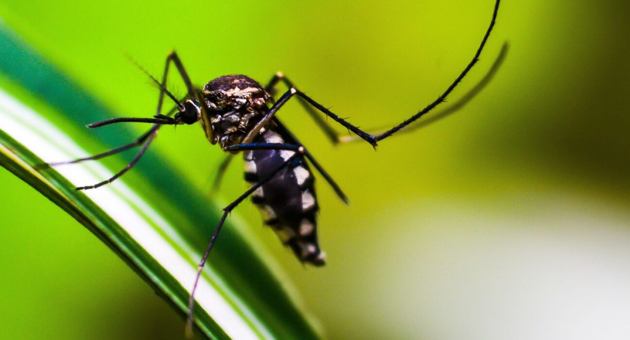 Casos de dengue no Brasil caem 75% em 2026