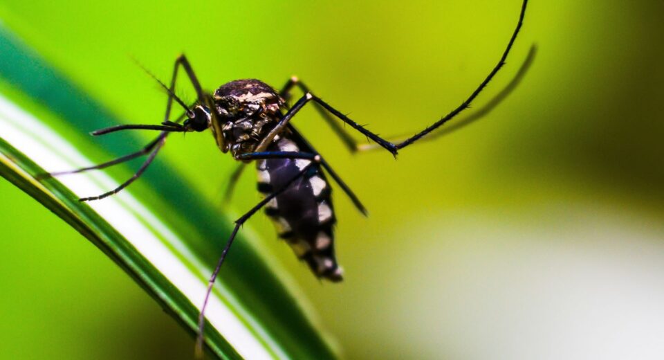 Casos de dengue no Brasil caem 75% em 2026