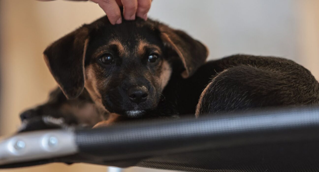 Lei define guarda compartilhada de pets; veja detalhes