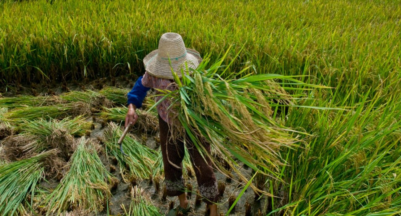 Garantia de direitos trabalhistas no campo ainda enfrenta desafios