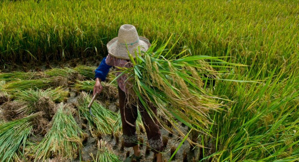 Garantia de direitos trabalhistas no campo ainda enfrenta desafios