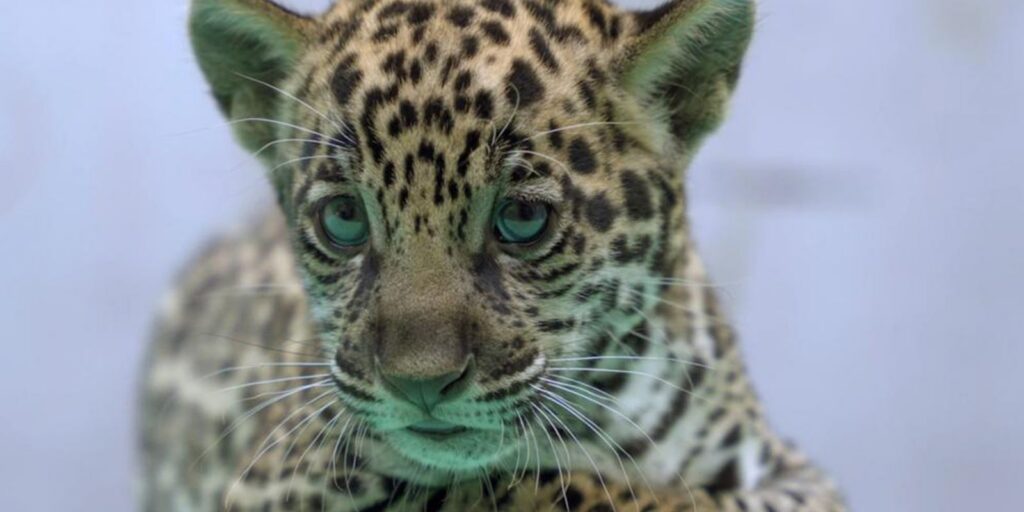 Onça-pintada nascida no BioParque Vale Amazônia ganha o nome de Xingu