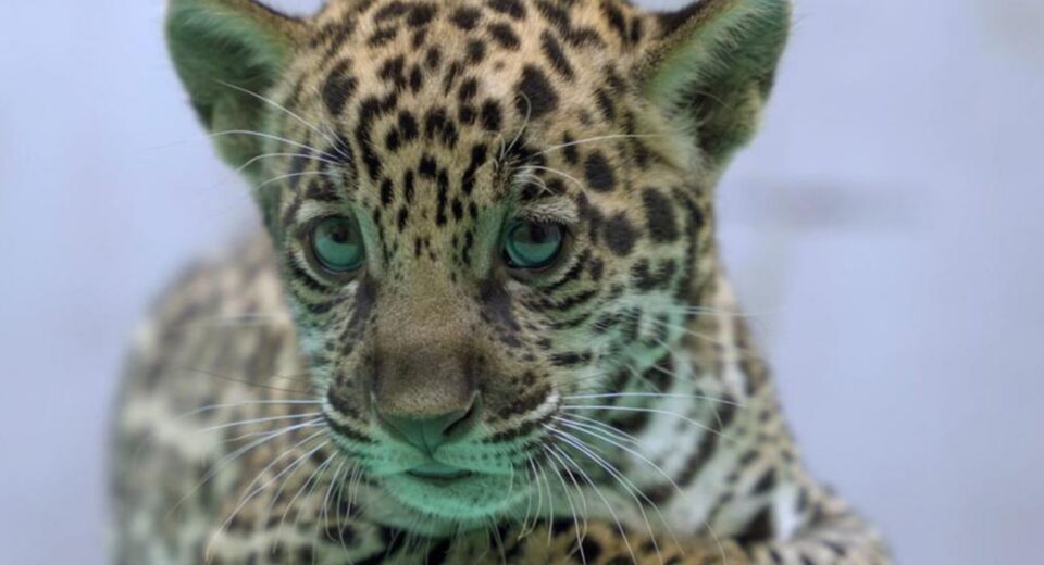 Onça-pintada nascida no BioParque Vale Amazônia ganha o nome de Xingu