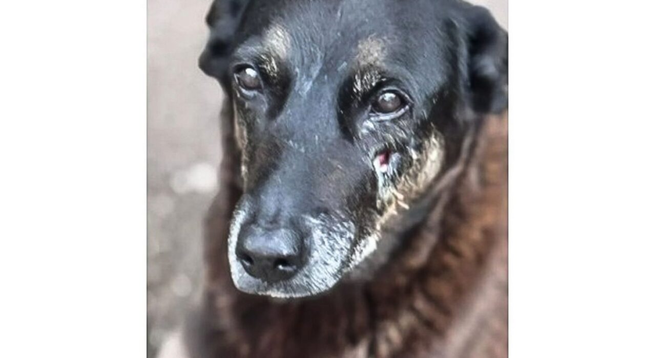 MP de Santa Catarina diz que cão Orelha não foi morto por adolescentes